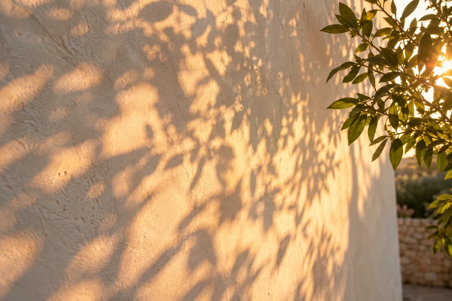 夕陽に照らされた木の葉